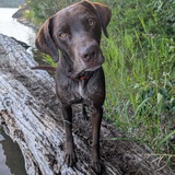 Entry image for Shiloh