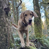 Entry image for Lily