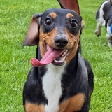 Entry image for Daisy Mae 