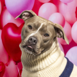 Entry image for Maisey (Binny)