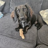 Entry image for Roscoe