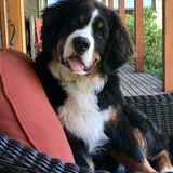 Entry image for Bärli