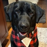 Entry image for Dino