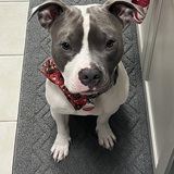 Entry image for Stitch 