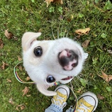 Entry image for Pookie