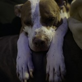 Entry image for Waylon