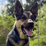 Entry image for Teddy