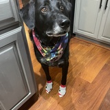 Entry image for Topsy