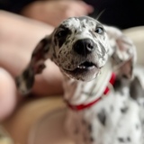 Entry image for Matilda