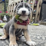 Entry image for Arthur Morgan