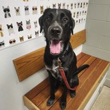 Entry image for Finn