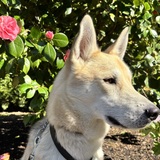 Entry image for Norman