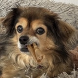 Entry image for Mochi