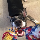 Entry image for Bandit