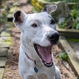 Entry image for Scout 