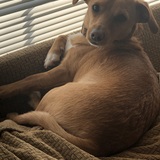 Entry image for Toby