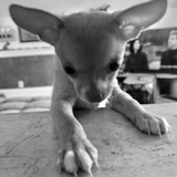 Entry image for Cooper (pre-adoption)