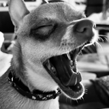 Entry image for Cooper (2yrs)