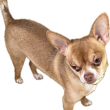 Entry image for Cooper -Sticker