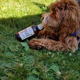 Entry image for Ruby