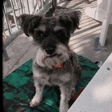 Entry image for Oskar