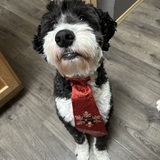 Entry image for Oscar