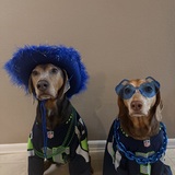 Entry image for Moose and Indie