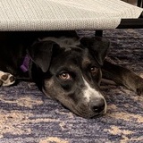 Entry image for Lucy