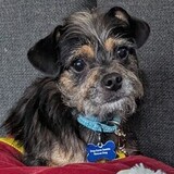 Entry image for Georgie