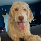 Entry image for Cooper Pup