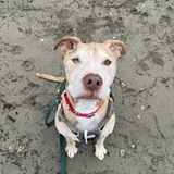 Entry image for Mellow