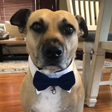 Entry image for Bruno