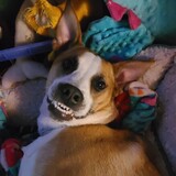 Entry image for Torvi