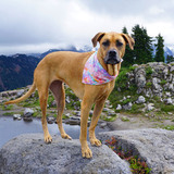 Entry image for Wiggles