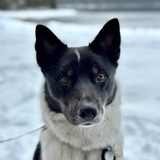 Entry image for Ziggy