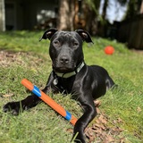 Entry image for Millie Moo