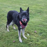 Entry image for Jazz