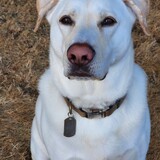 Entry image for Magnus 