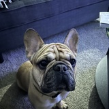 Entry image for Toby