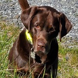 Entry image for Guinness aka Curious George