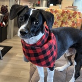 Entry image for Porter