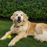 Entry image for Jessie