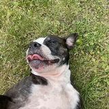 Entry image for Dagger