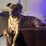 Entry image for Teddy, or Mr Ted