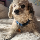 Entry image for Ollie