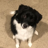 Entry image for Phoebe