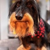 Entry image for Felix