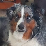 Entry image for JACK