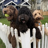 Entry image for Lucy, Mazey and Marlow
