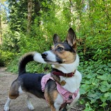 Entry image for Annie 